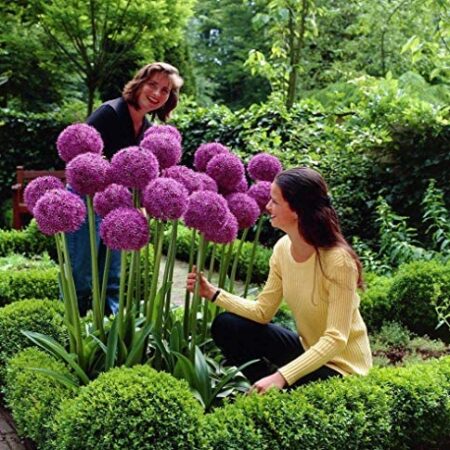 100 Purple Giant Allium Giganteum Beautiful Flower Seeds Garden Plant The Budding Rate 95% Rare Flower for Kid